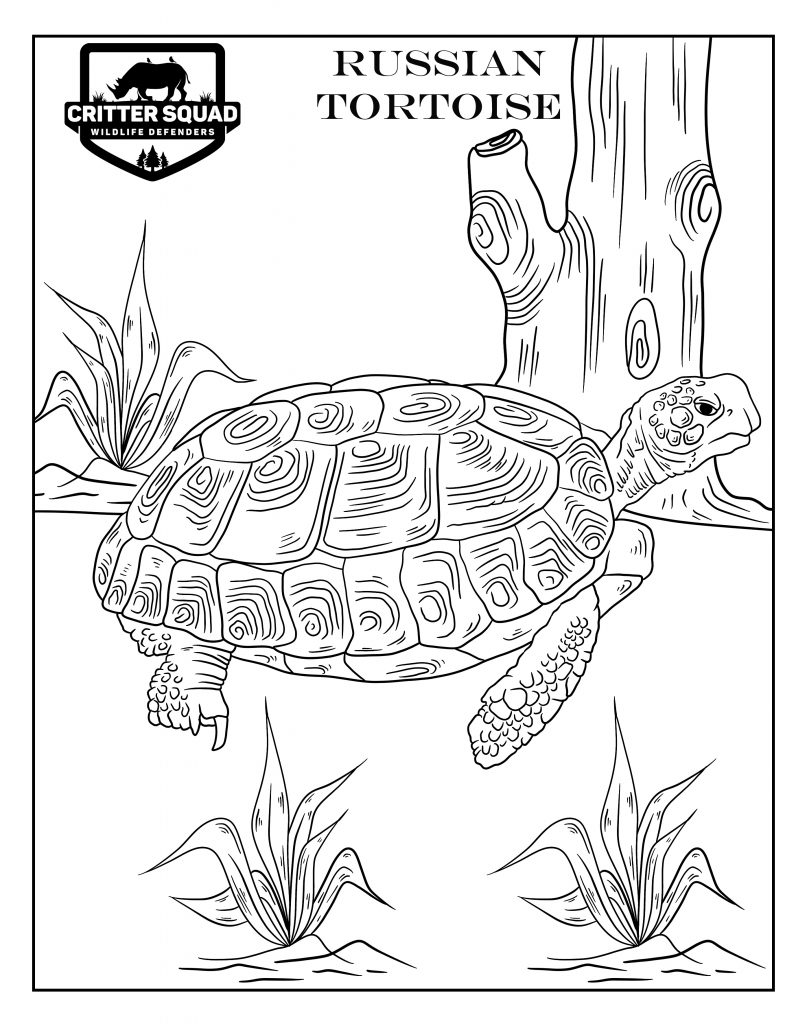 Turtle tortoise coloring pages