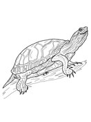 Realistic mon snapping turtle coloring page free printable coloring pages