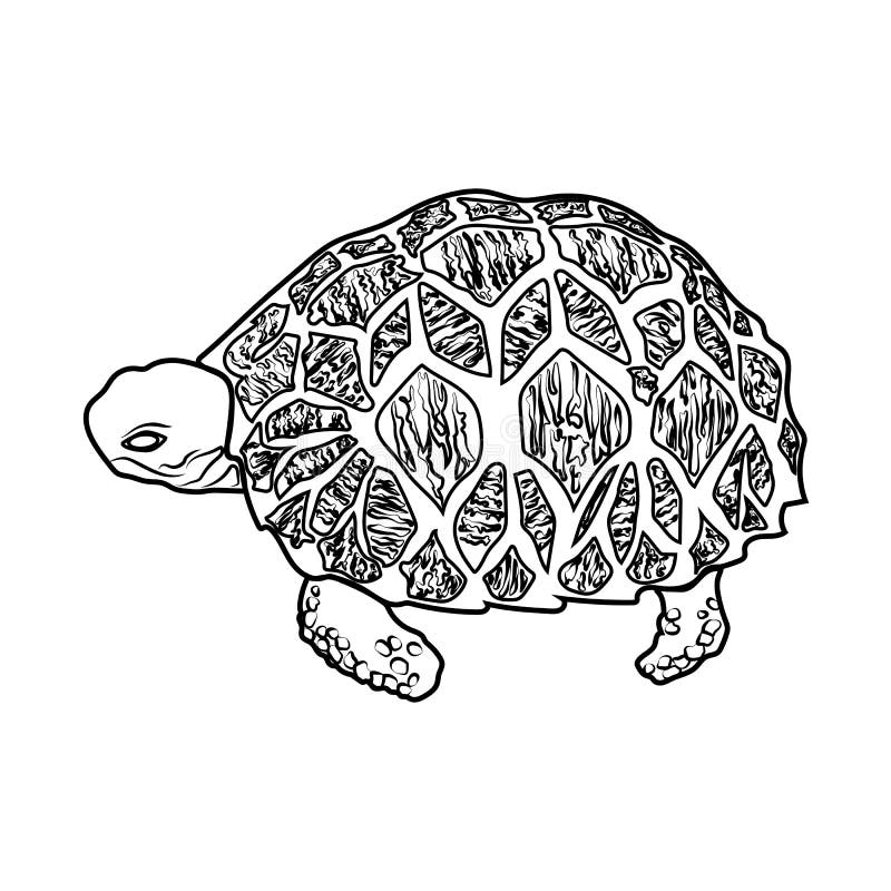 Snapping turtle stock illustrations â snapping turtle stock illustrations vectors clipart