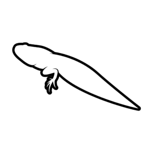 Tadpole coloring pages printable for free download
