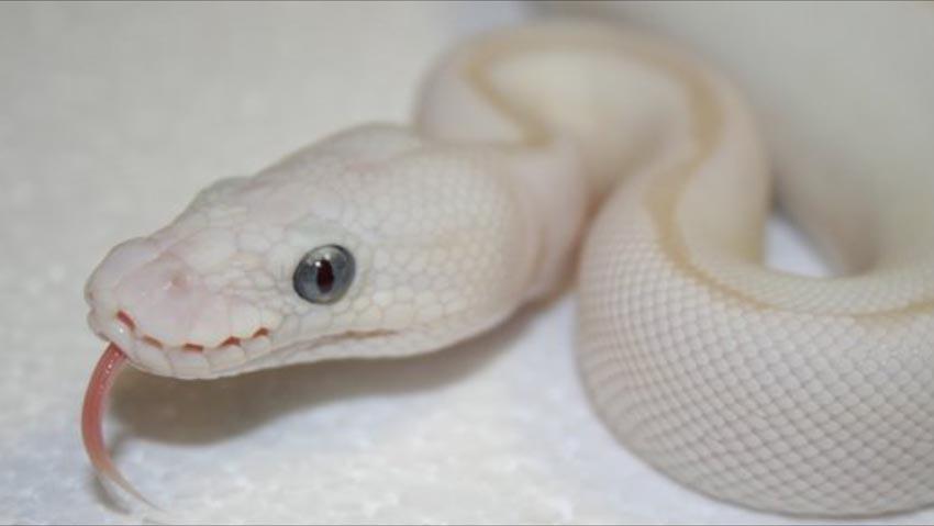 Ball python eyes i noticed that some ball pythons have eyes that clearly show color and a pupil while my ball python and it seems some others have just black eyes in
