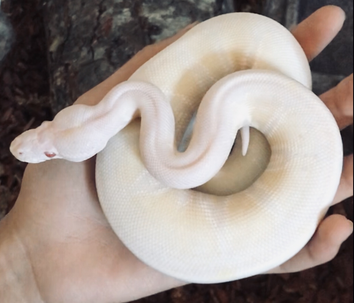 Share photos of your first ball python
