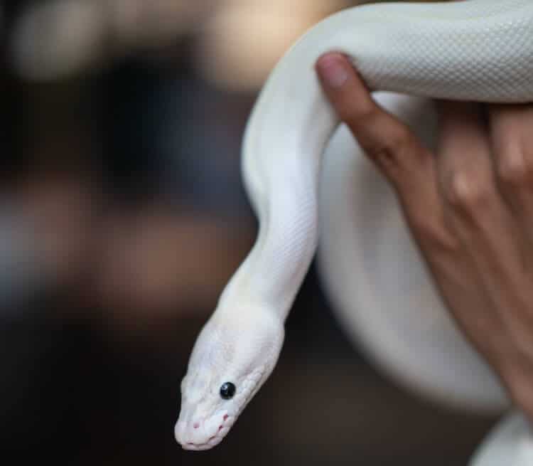Black eyed leucistic ball python for sale black eye lucy ball pythons