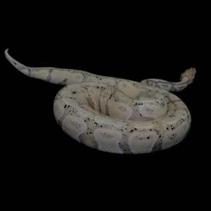 Ball python banana