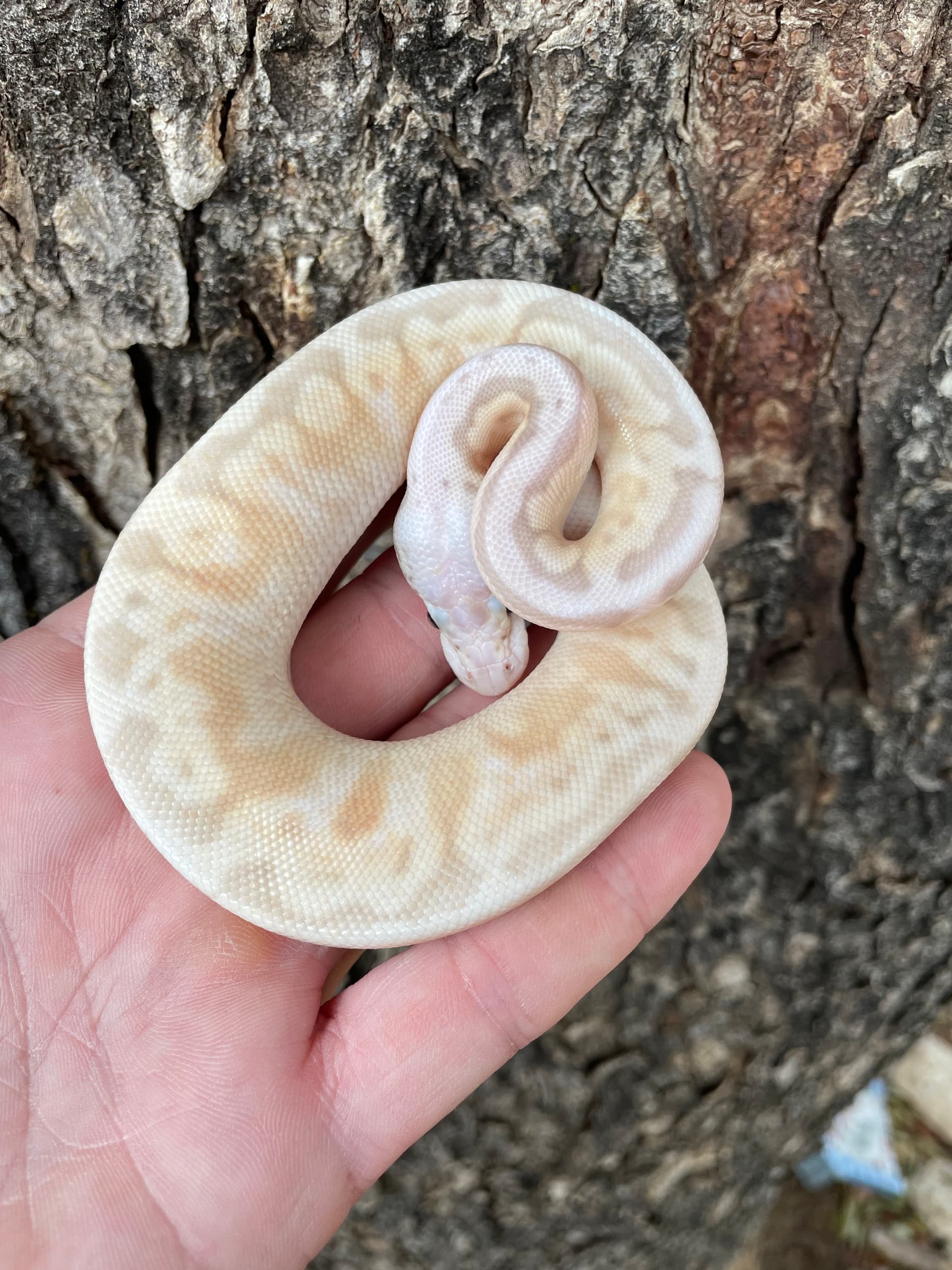 Ball or nothing pythons