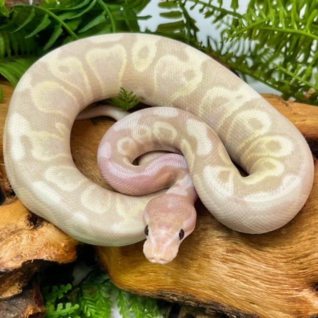 Buy banana spinner ball pythons â big apple pet supply