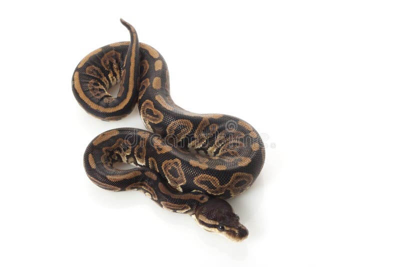 Ball python stock photos