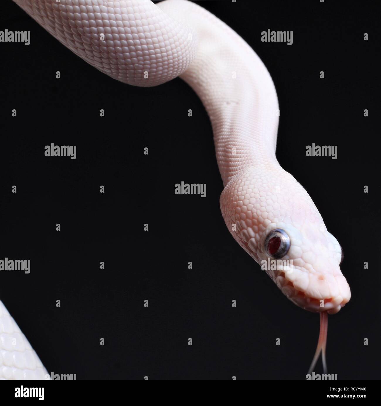 Ball python hi