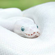 Leucistic ball python snake acrylic print by mark kostich
