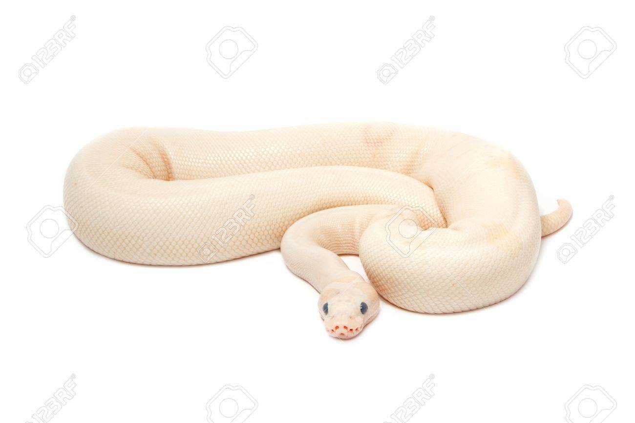 Snow albino ball python python regius on white background stock photo picture and royalty free image image
