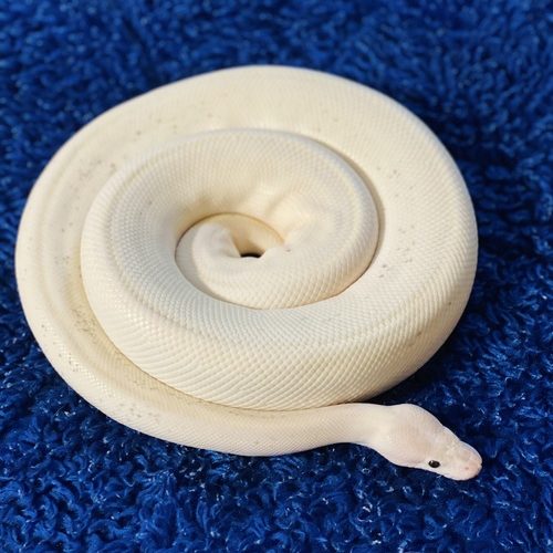 Ball python