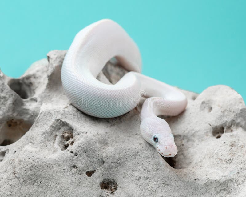 Python stone stock photos