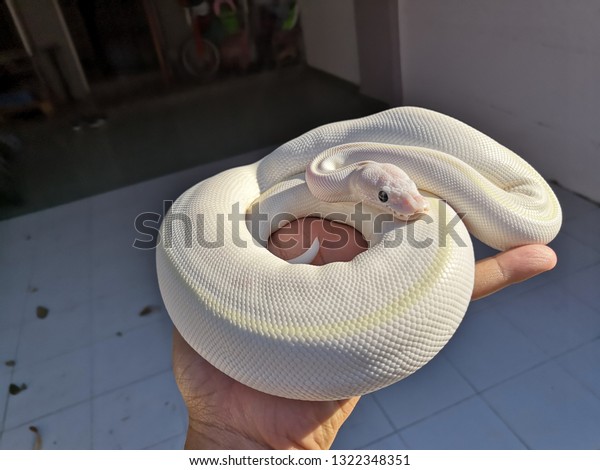 Snow albino ball python python regius stock photo