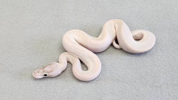 Pet snake ball pythons
