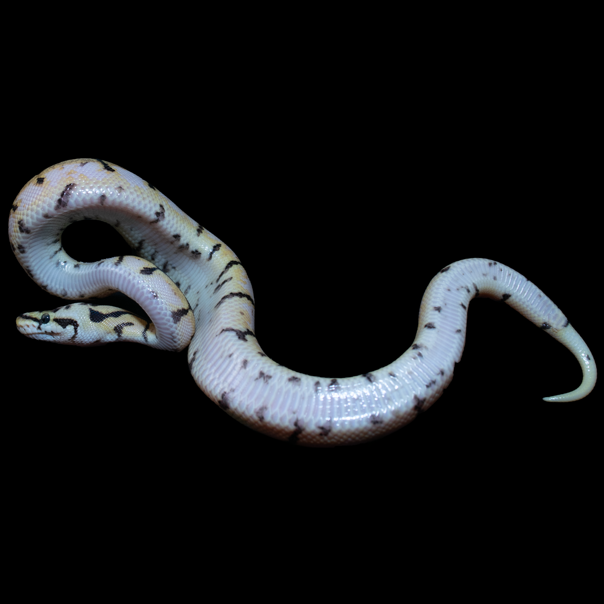 Ball python cali bee