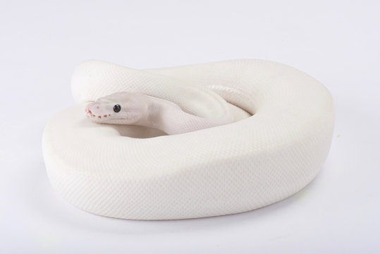 Ball python images â browse photos vectors and video