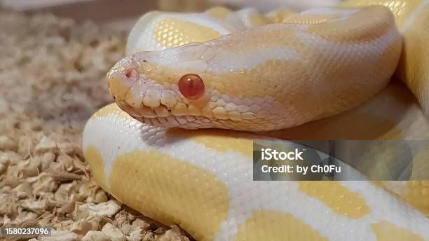 Close up an albino ball python in yellow white color with stay still motion red eyes young animals python regius albino burmese pythons snake stock photo