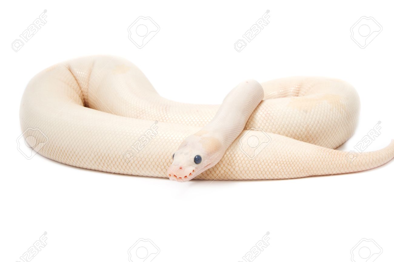Snow albino ball python python regius on white background stock photo picture and royalty free image image