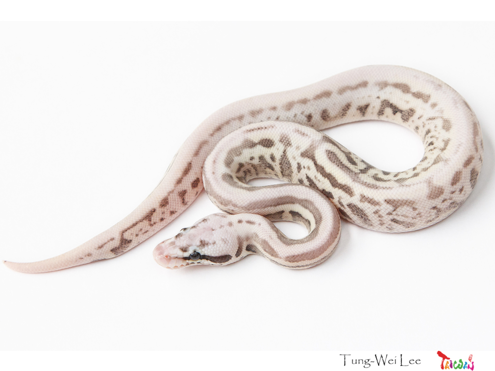 Fire leopard spotnose super pastel