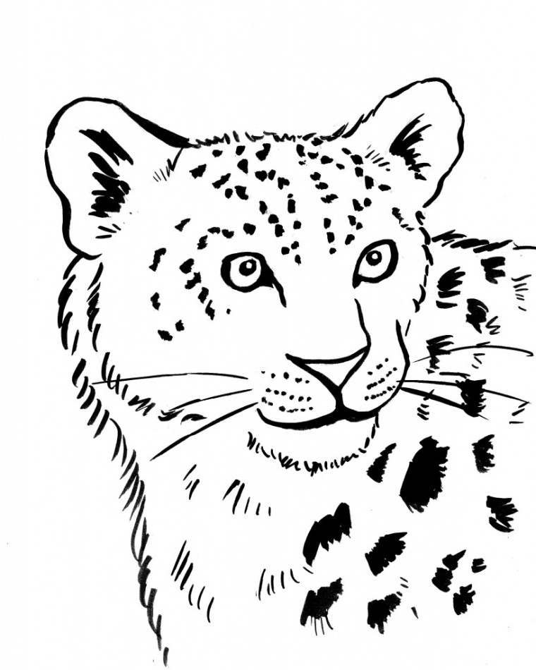 Snow leopard coloring page