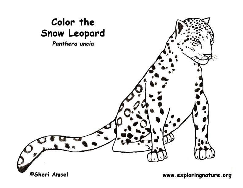 Leopard snow â coloring nature
