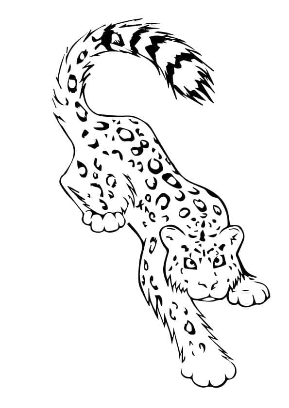 Leopard