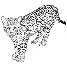 Top free printable leopard coloring pages online