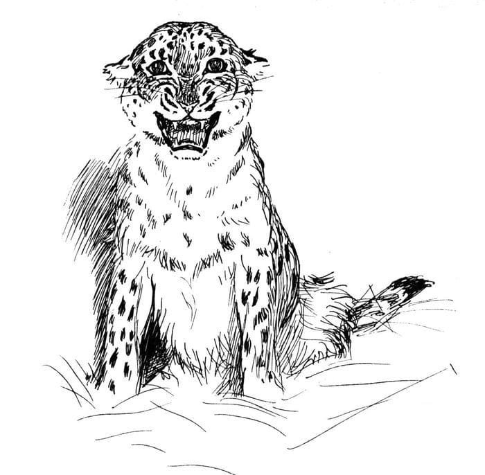 Leopard coloring pages printable for free download