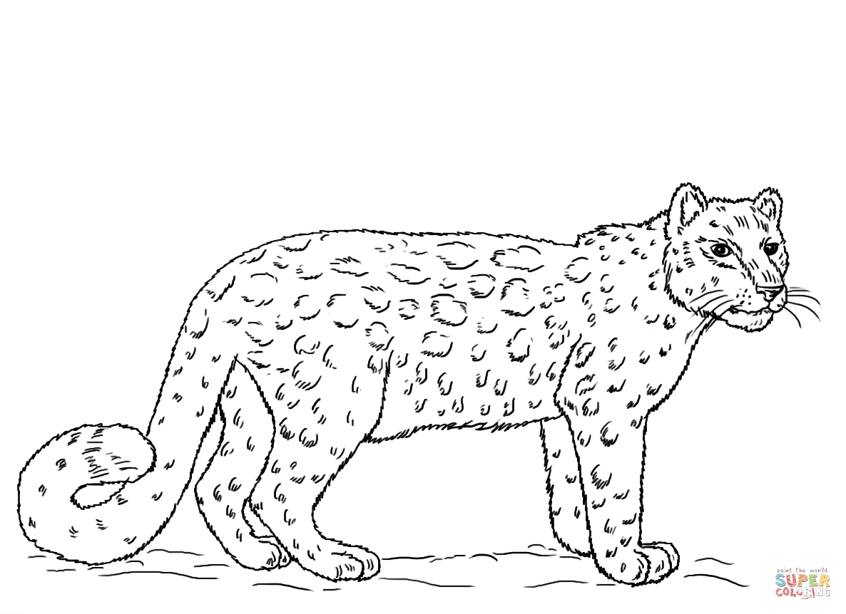 Snow leopard coloring page free printable coloring pages snow leopard pictures snow leopard drawing leopard pictures