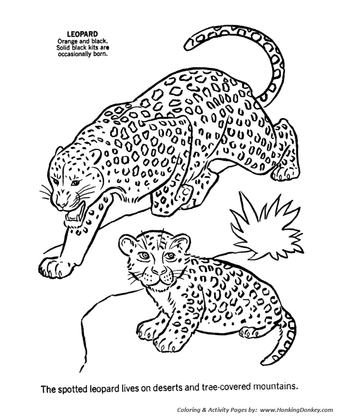 Wild animal coloring pages leopard coloring page and kids activity sheet