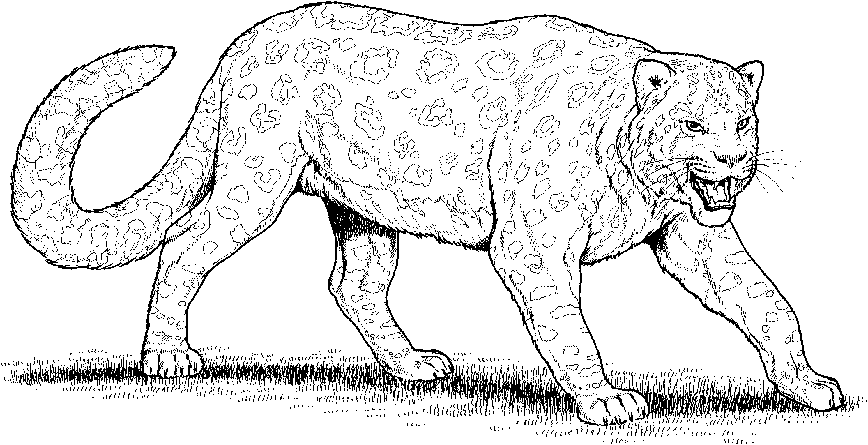 Coloring page leopard animals â printable coloring pages