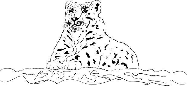 Snow leopard coloring page
