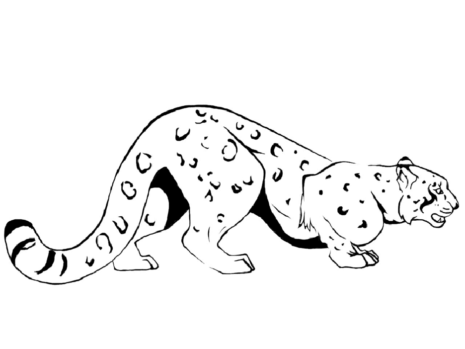 Leopard coloring pages