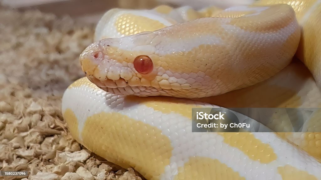 Close up an albino ball python in yellow white color with stay still motion red eyes young animals python regius albino burmese pythons snake stock photo