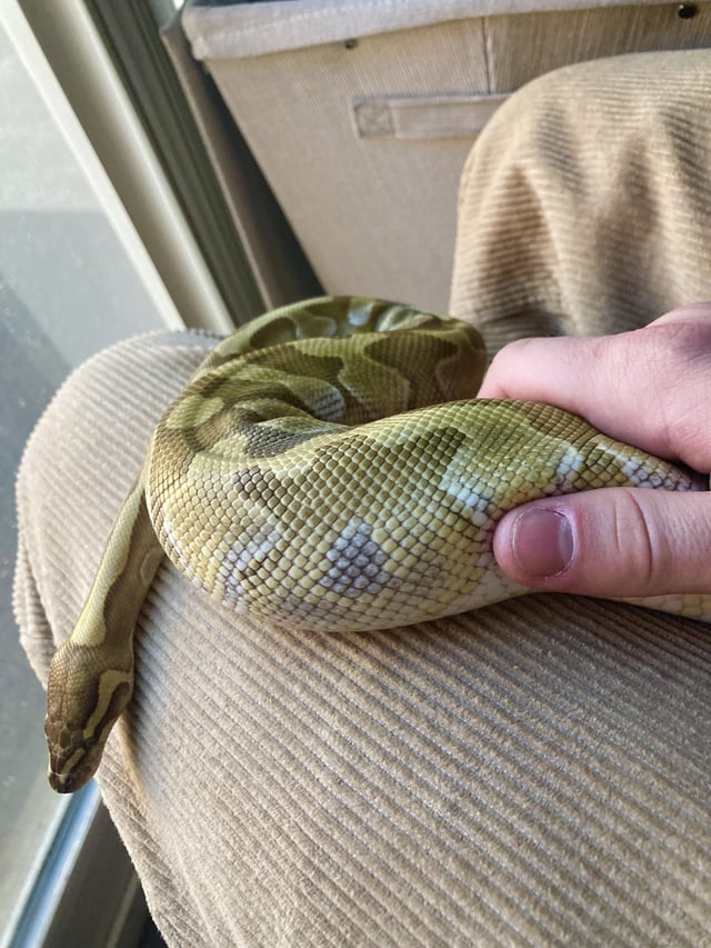 Dark spots on ball python she didnt have them as a baby what are they rballpython