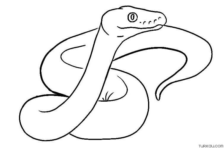 Ball python coloring page