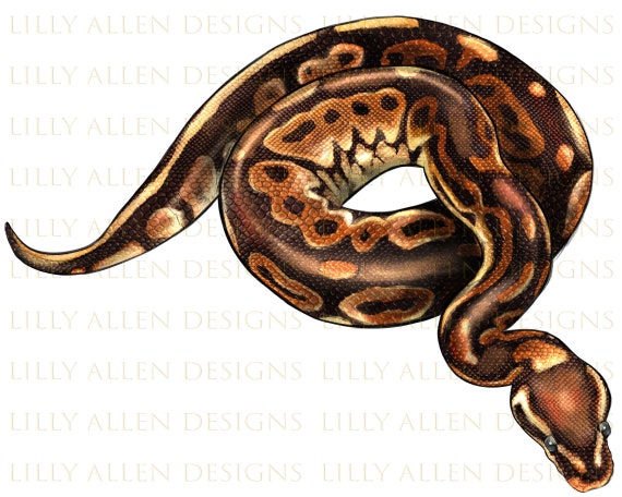 Royal ball python illustrations png digital downloadsnake sublimation pngprintable snake png image for wall artdecorationcraftscrapbook