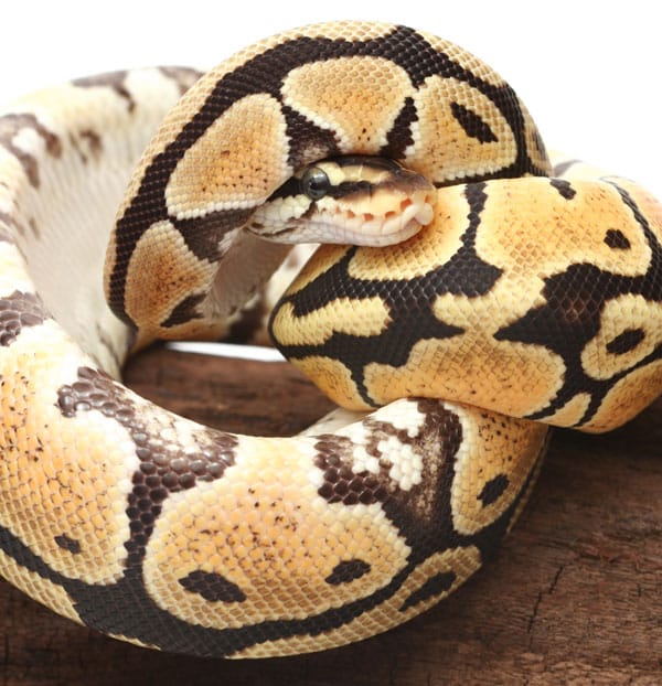 Snake winter anorexia