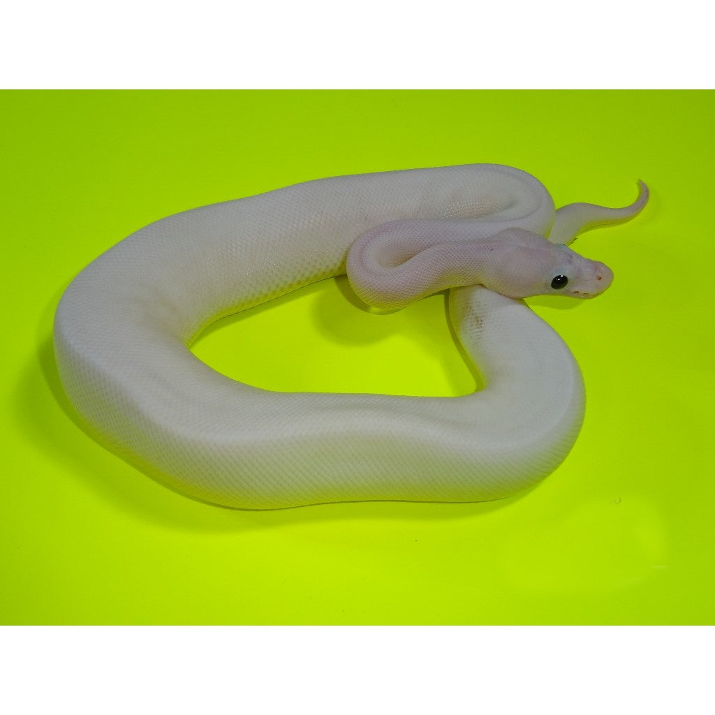 Buy super fire ball pythons â big apple pet supply