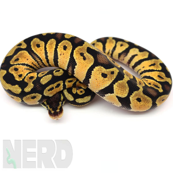 Ball python faqs