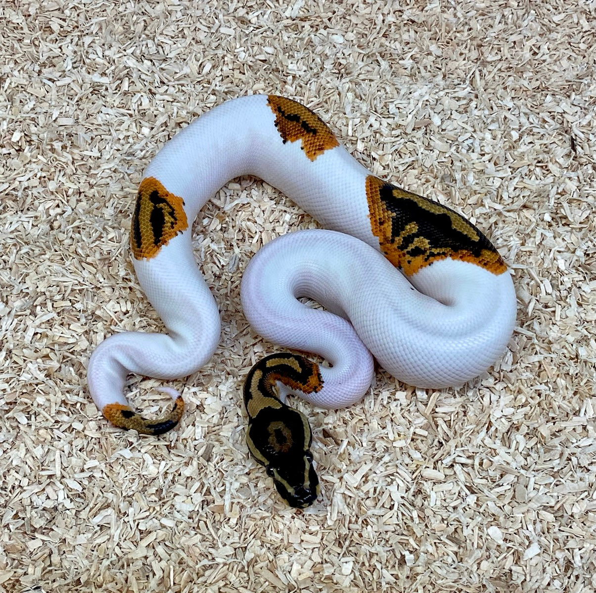 Buy albino pinstripe ball pythons â big apple pet supply