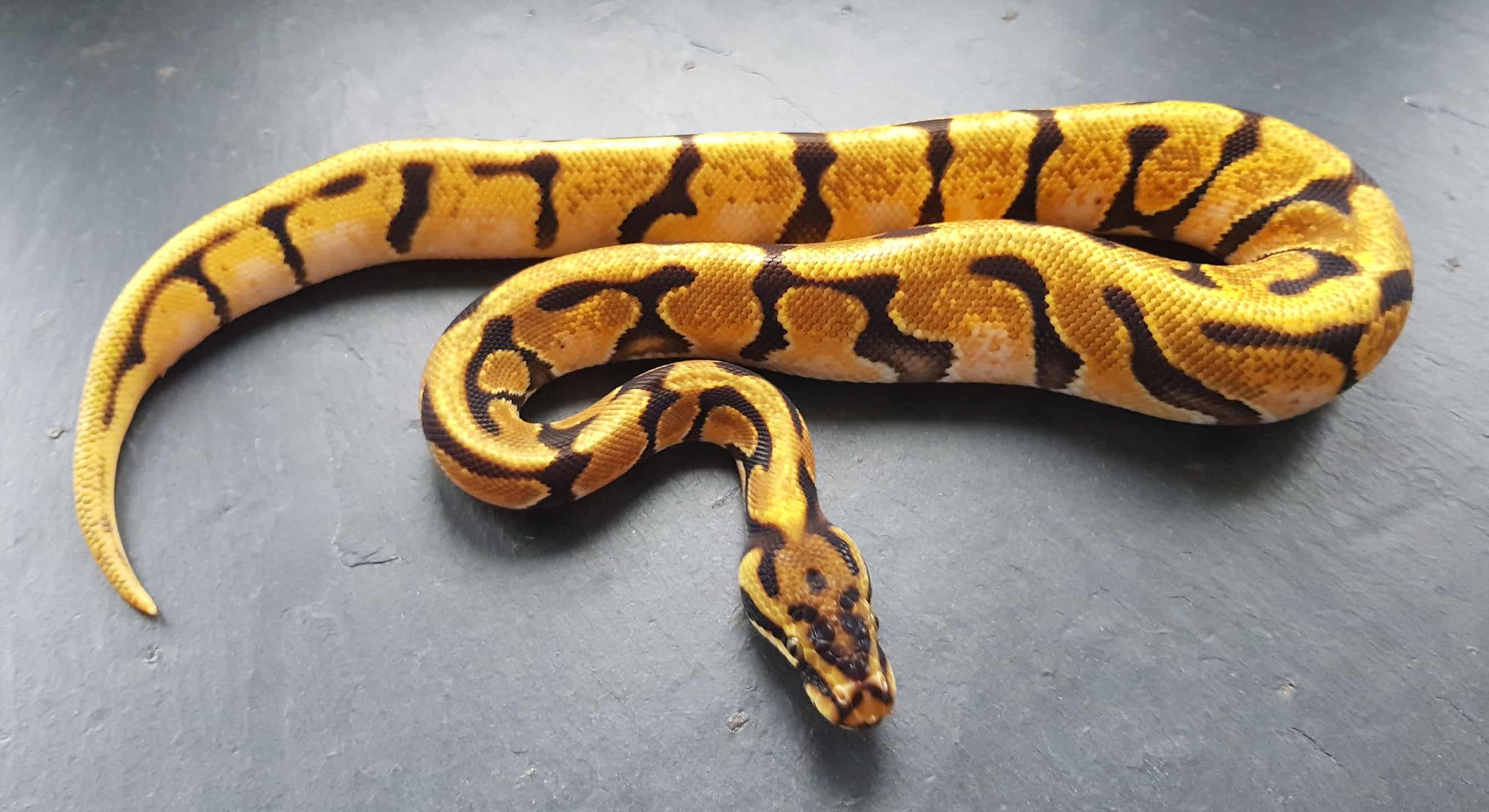Orange dream ball python animal facts python regius