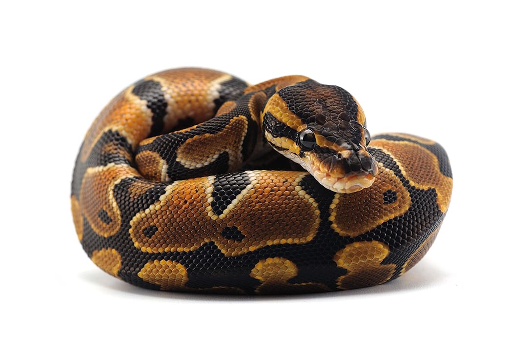 Ball python care sheet food habitat health