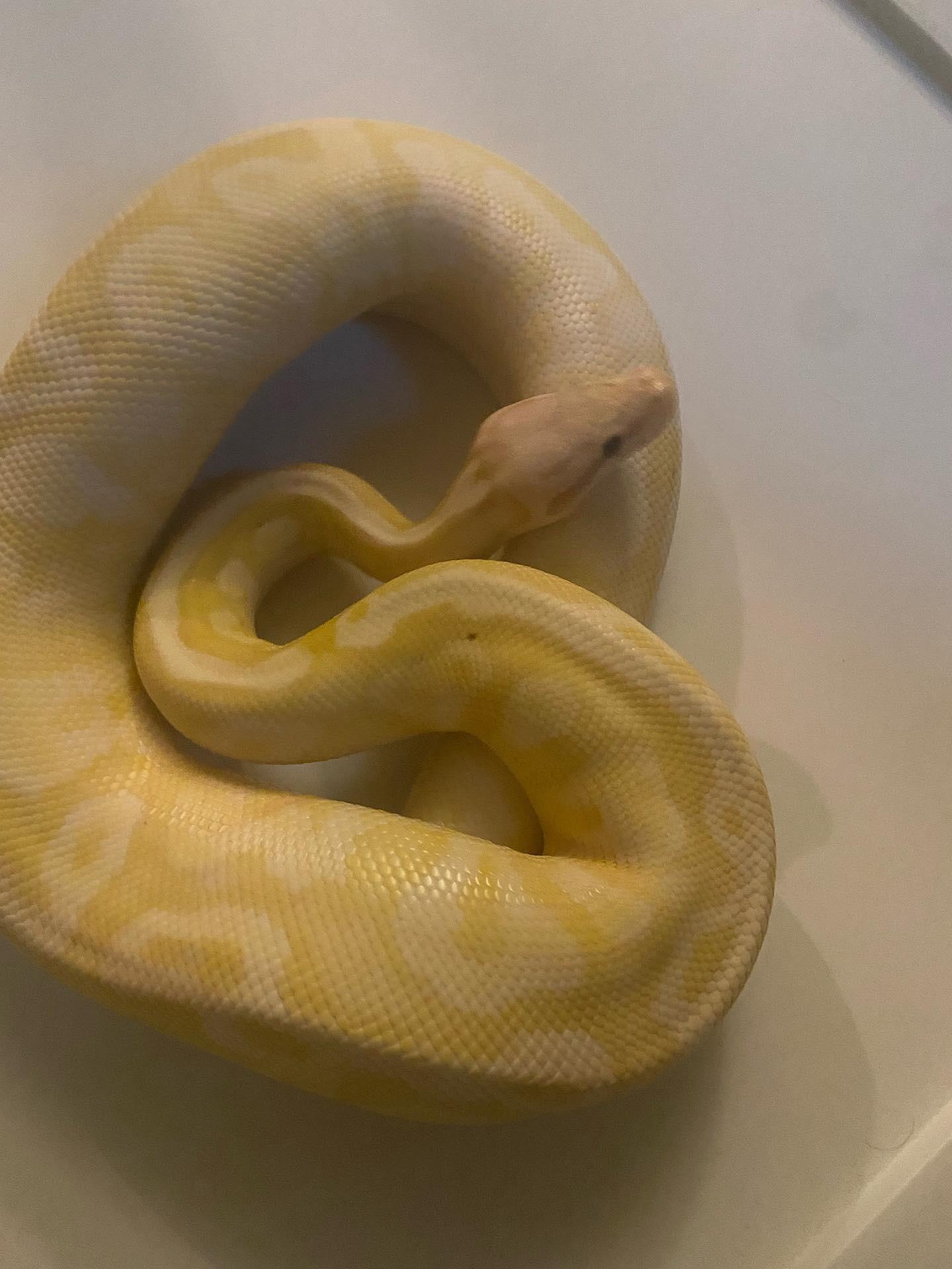 Why is my ball python losing color rballpython