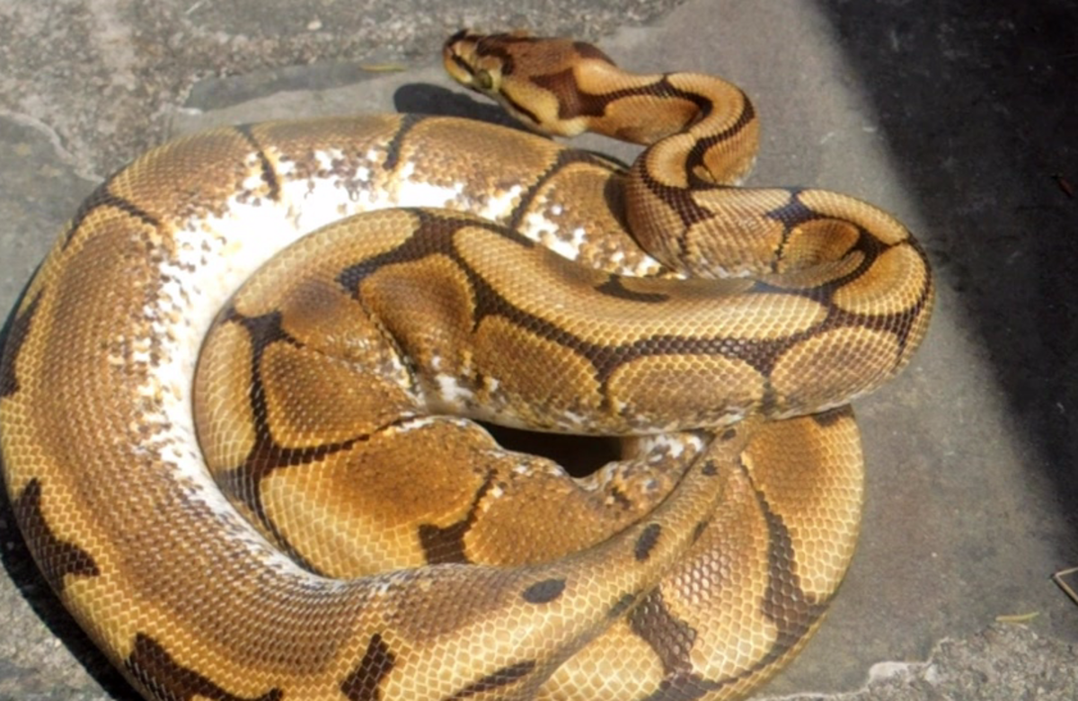 Methods to get ball pythons to eat frozen