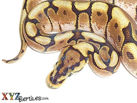 Spider ball python for sale live arrival guarantee