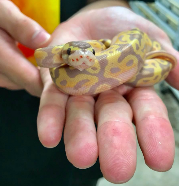 Ball python care sheet i learn how to care for your ball python â bhb reptiles