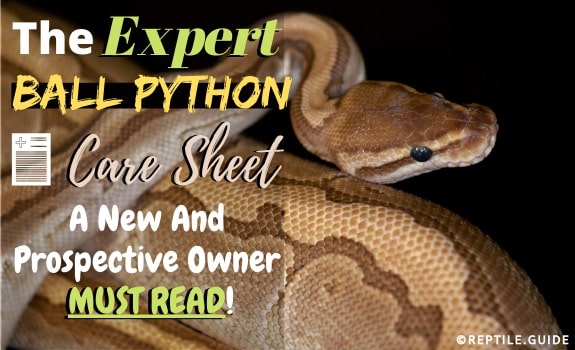 Ball python care sheet your top questions answered must read