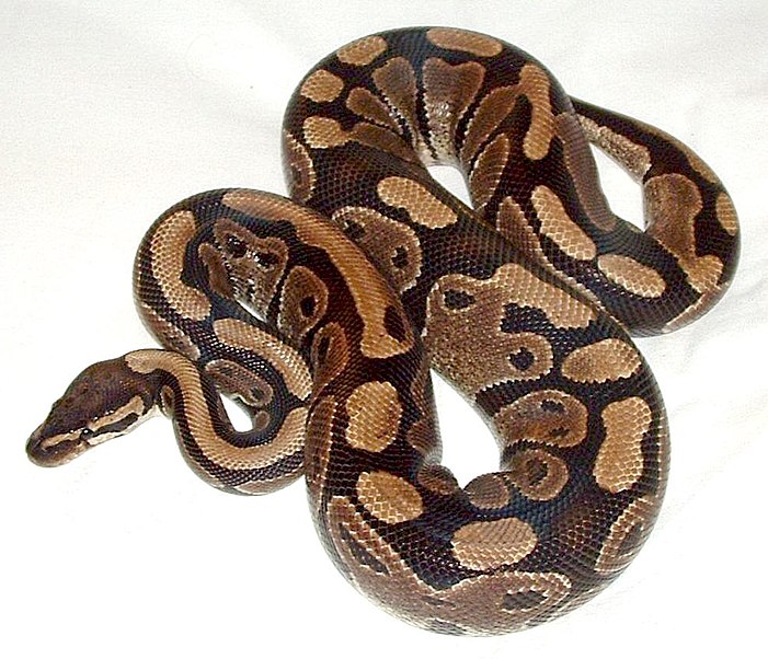Help my ball python wont eatâ
