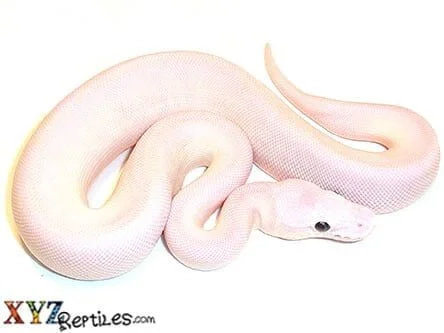 Blue eyed leucistic ball python for sale live arrival guaranatee